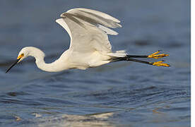 Snowy Egret