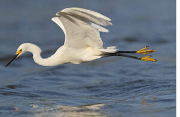 Aigrette neigeuse