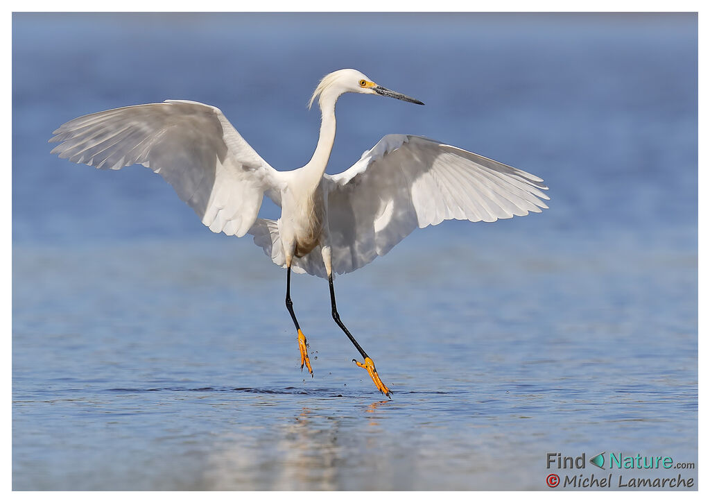 Aigrette neigeuse, Vol