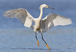 Snowy Egret