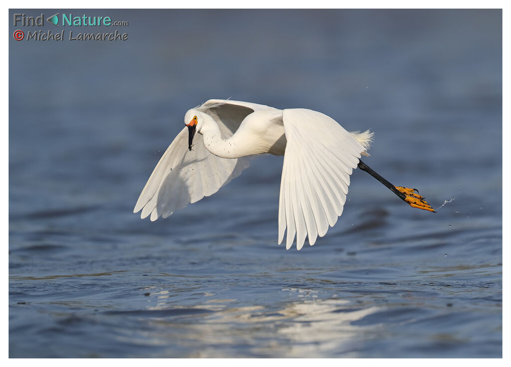 Aigrette neigeuse, Vol