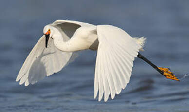 Aigrette neigeuse