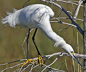 Aigrette neigeuse