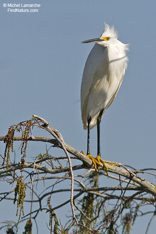 Aigrette neigeuse