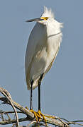 Snowy Egret