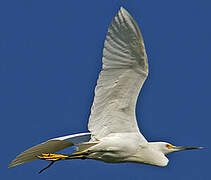 Snowy Egret