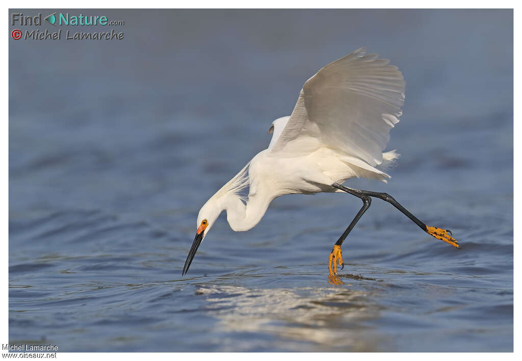 Snowy Egretadult, fishing/hunting