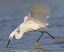 Snowy Egret