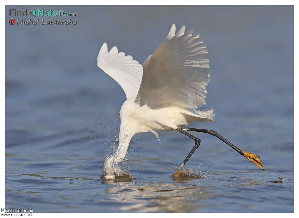 Snowy Egret, fishing/hunting