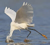 Aigrette neigeuse