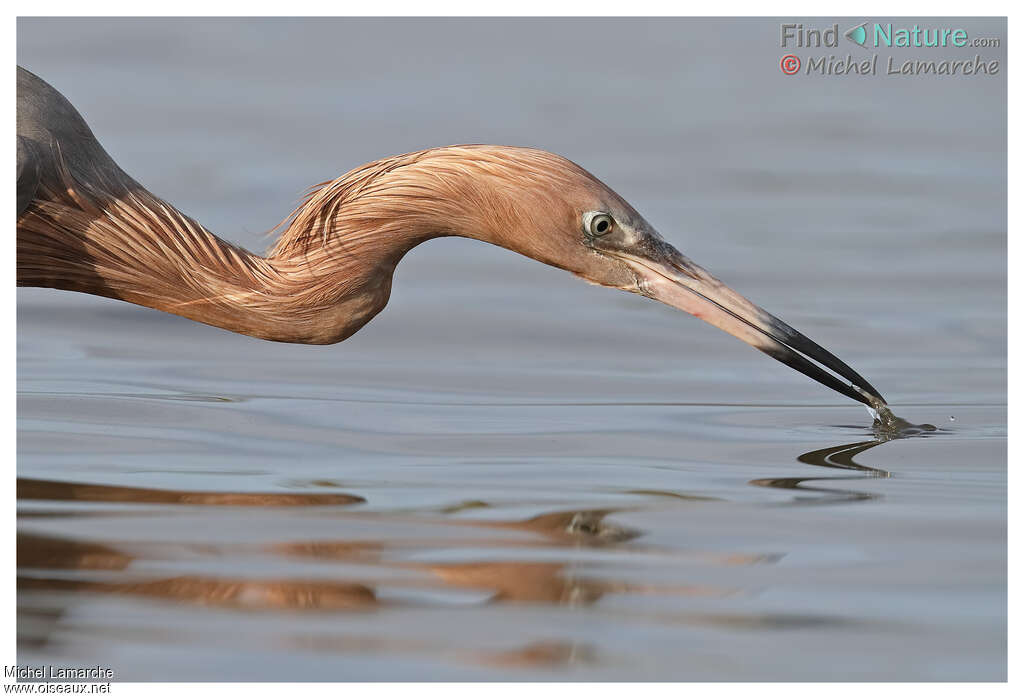 Reddish Egret, fishing/hunting