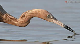 Reddish Egret