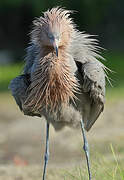 Aigrette roussâtre