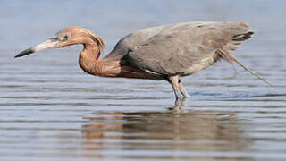 Reddish Egret