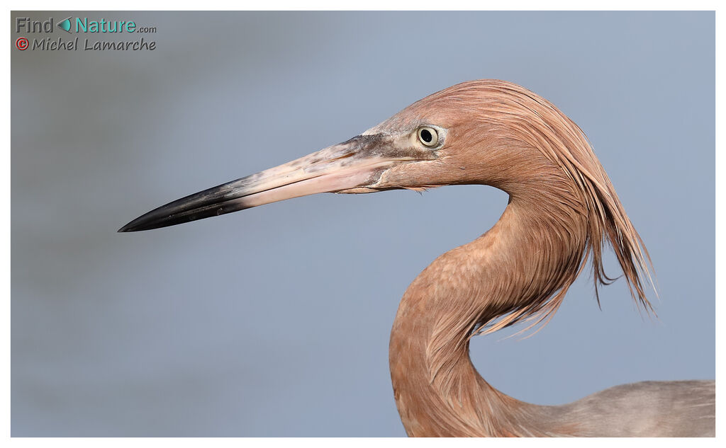 Reddish Egret