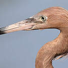 Aigrette roussâtre