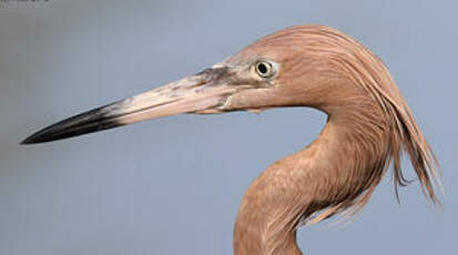 Aigrette roussâtre