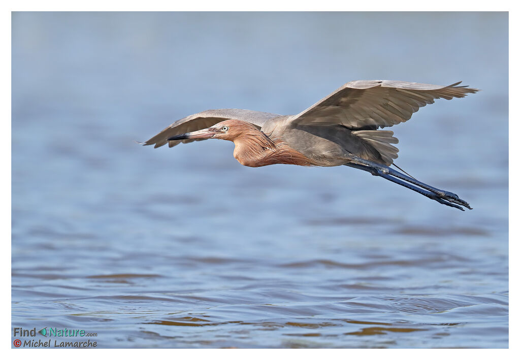 Reddish Egret, Flight