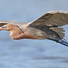 Aigrette roussâtre