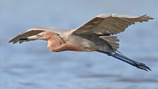 Reddish Egret