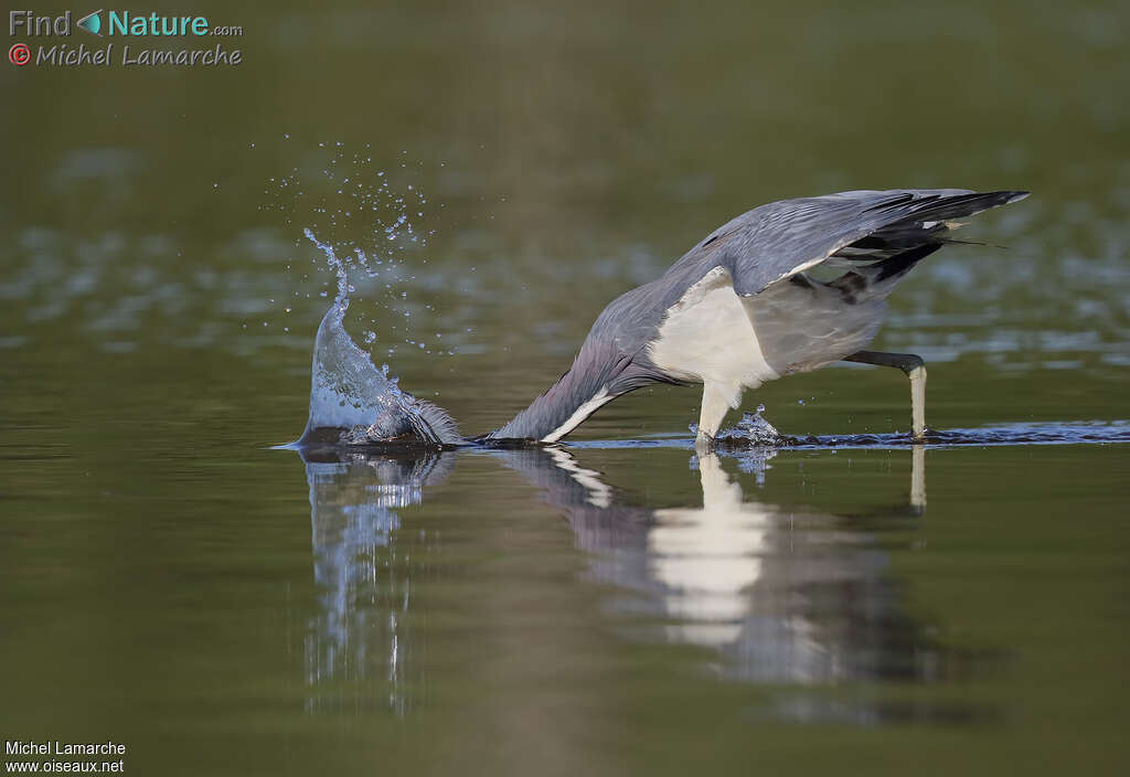 Tricolored Heron, fishing/hunting