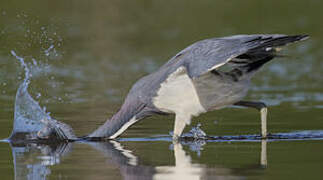 Tricolored Heron