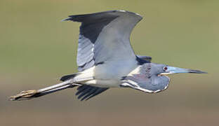 Tricolored Heron