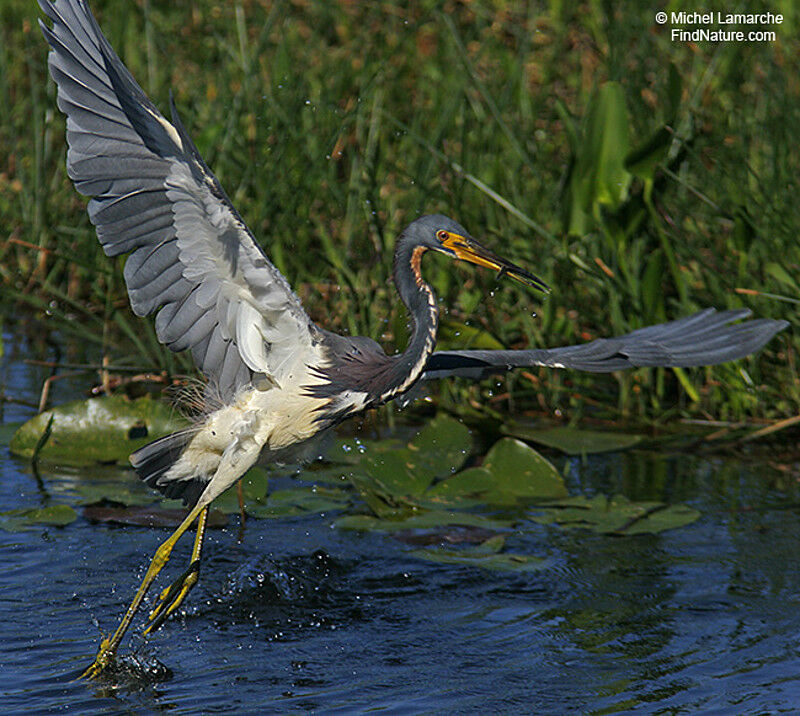 Aigrette tricolore