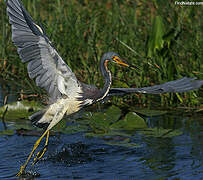 Aigrette tricolore