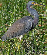 Aigrette tricolore