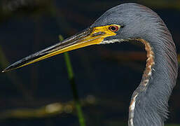 Tricolored Heron