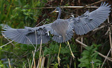 Aigrette tricolore