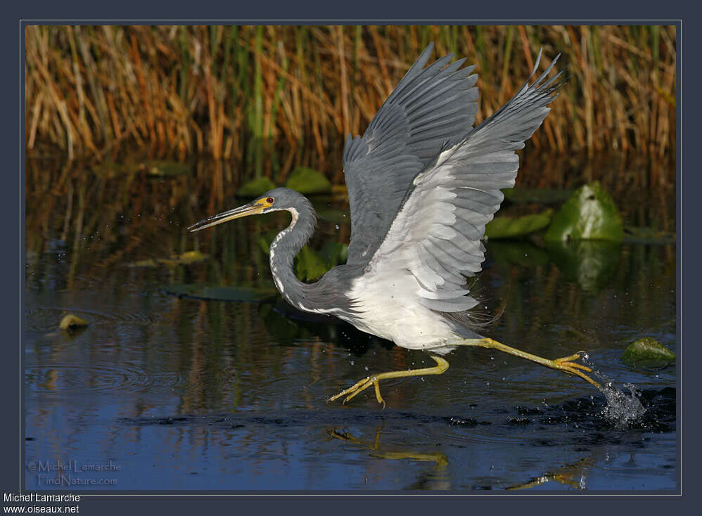 Tricolored Heronadult, Behaviour