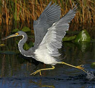 Aigrette tricolore