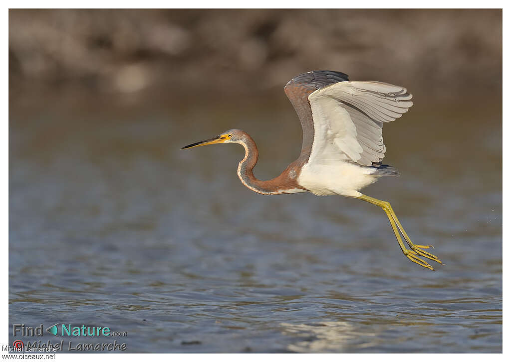 Aigrette tricoloreimmature, Vol