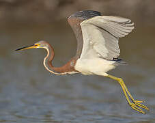 Aigrette tricolore