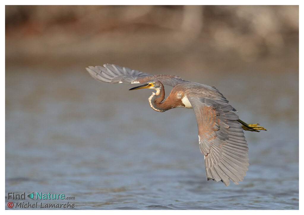 Tricolored Heron, Flight