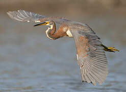 Tricolored Heron