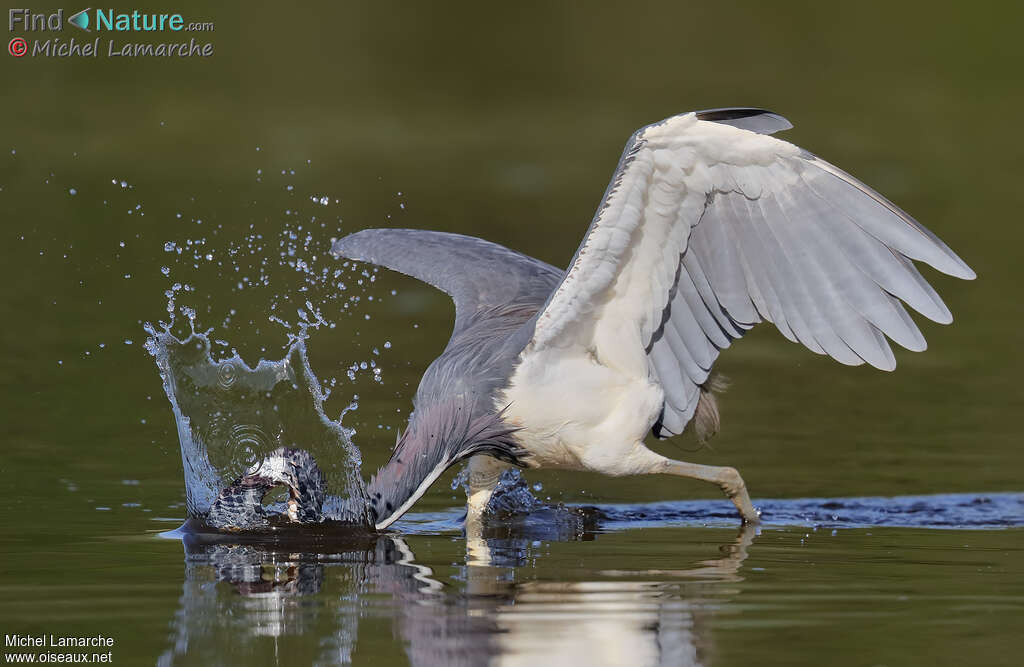 Aigrette tricoloreadulte, pêche/chasse