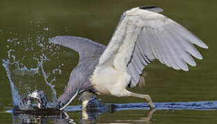 Aigrette tricolore