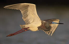 Tricolored Heron