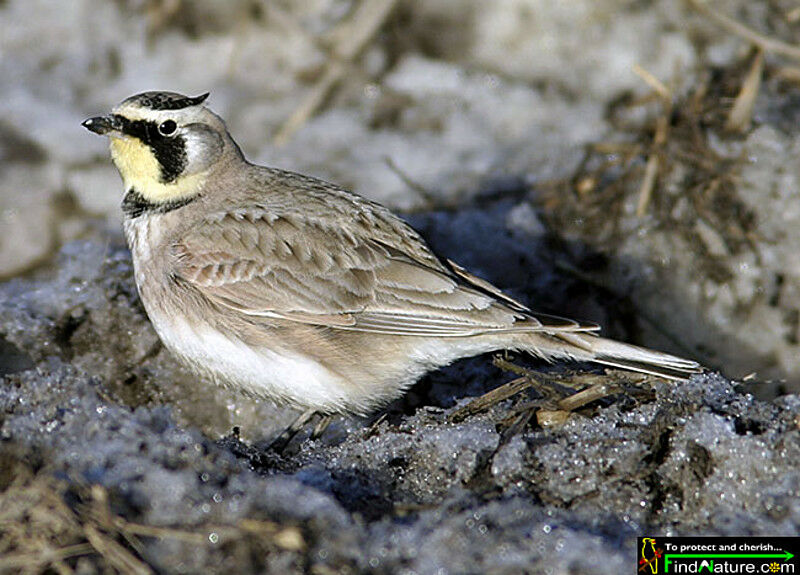 Horned Lark