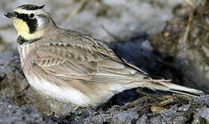 Horned Lark