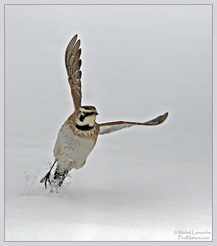 Horned Lark