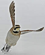 Horned Lark