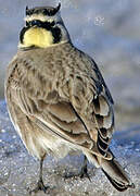 Horned Lark