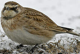 Horned Lark