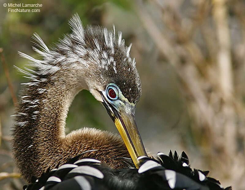 Anhinga