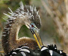 Anhinga