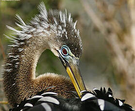 Anhinga d'Amérique